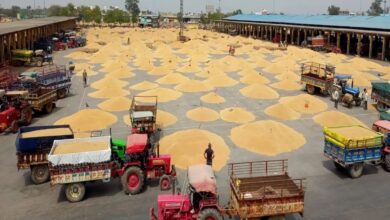 Gehu Mandi Bhav: मंडी में पौने दो लाख कट्टे गेहूं पहुंचे, नीलामी स्थल भरा, इतनी गिर गई कीमत