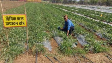 कॉरपोरेट की नौकरी छोड़ बने किसान, 7.5 एकड़ में उगा रहे सेहत, सालाना कमा रहे 10 लाख