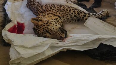 बॉर्डर तक तेंदुए का ‘पगफेरा’: भटका रास्ता या पर्यावरणीय असंतुलन का संकेत