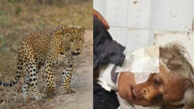भरतपुर में तीन मिनट तक महिला की गर्दन दबोचे रहा लेपर्ड, घसीटने की कोशिश; फिर ऐसे बची जान