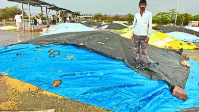 Bundi : अरमानों पर फिरा पानी, मंडी में 5 हजार बोरी उपज बरसात से भीगी