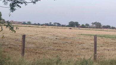 Bundi : खेत में किसानों ने बोया गेहूं, पटवारियों ने पड़त बताया