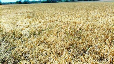 Bundi : गेहूं, चना, कलौंजी और सब्जी की फसलें हुई चौपट, मुआवजे की मांग