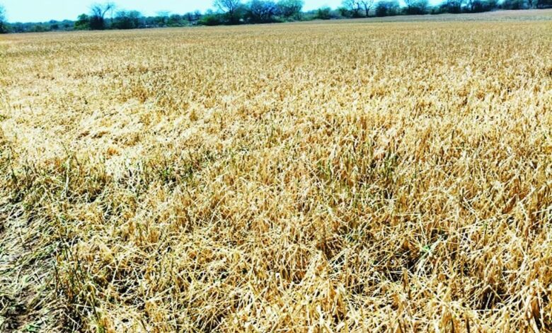 Bundi : गेहूं, चना, कलौंजी और सब्जी की फसलें हुई चौपट, मुआवजे की मांग