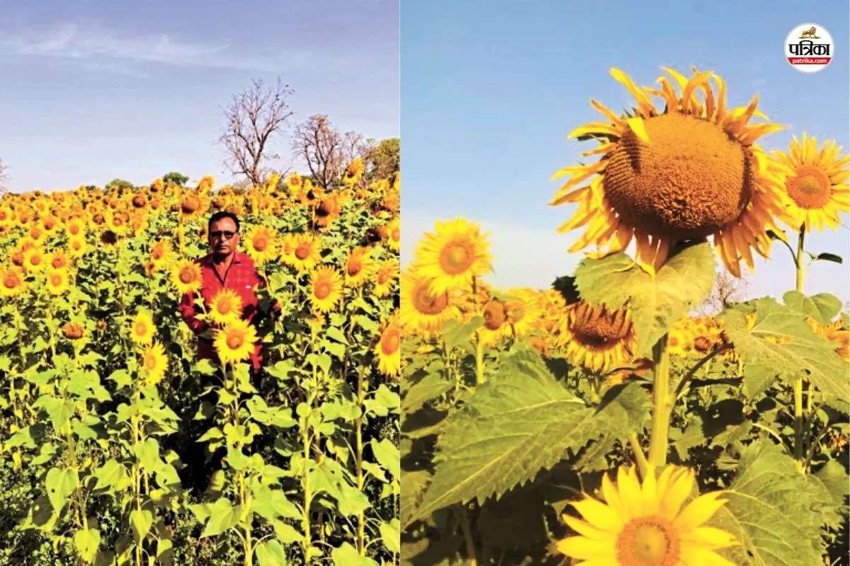 Chittorgarh: खेतों में खिली पीली सुनहरी चमक; सरसों-गेहूं से आगे निकली सूरजमुखी, किसानों की बदल रही किस्मत