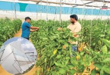 Dausa News: पॉलीहाउस में 3 बीघा जमीन में लगी शिमला मिर्च की फसल बर्बाद, 15 लाख की लगी चपत