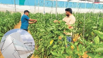 Dausa News: पॉलीहाउस में 3 बीघा जमीन में लगी शिमला मिर्च की फसल बर्बाद, 15 लाख की लगी चपत