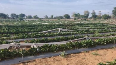 Farmer News: इस खेती से किसान हो सकते हैं मालामाल, महज 4 बीघा खेत से 15 लाख की फसल, जानिए इसके बारे में