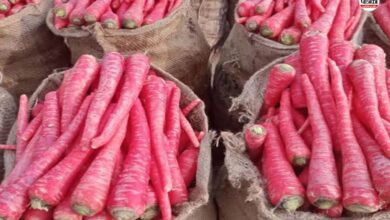 International Carrot Day : राजस्थान के इस जिले की गाजर की मिठास का दीवाना है पूरा देश, होती है खूब कमाई