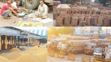 Kota Mandi Bhav : गेहूं बेस्ट व लहसुन तेज, सोयाबीन, सरसों, चना मंदा