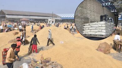 Kota Mandi Bhav : गेहूं मिल, चना व लहसुन मंदा, धनिया तेज