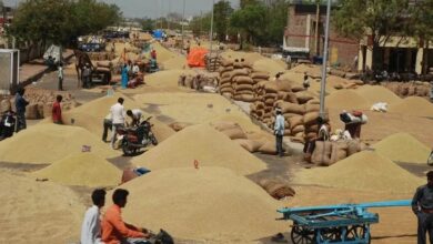 Kota Mandi Bhav : सोयाबीन, सरसों, जौ तेज रहा, देसी घी में गिरावट
