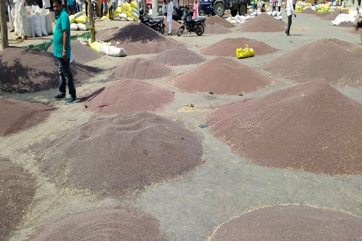 Mandi News: तीन दिन बाद खुली कृषि मंडी, 15 हजार कट्टे सरसों की आवक से अटा यार्ड, एक दिन में 5 करोड़ का कारोबार