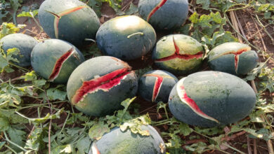 Rajasthan: 50 गांवों पर आसमान से बरसी आफत, तबाह हो गई फसलें, सौंफ में बड़ा नुकसान