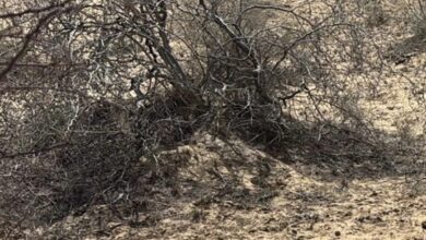 Rajasthan Crime : पत्नी की हत्या कर थाने पहुंचा पति, बोला- साहब मुझसे अपराध हो गया