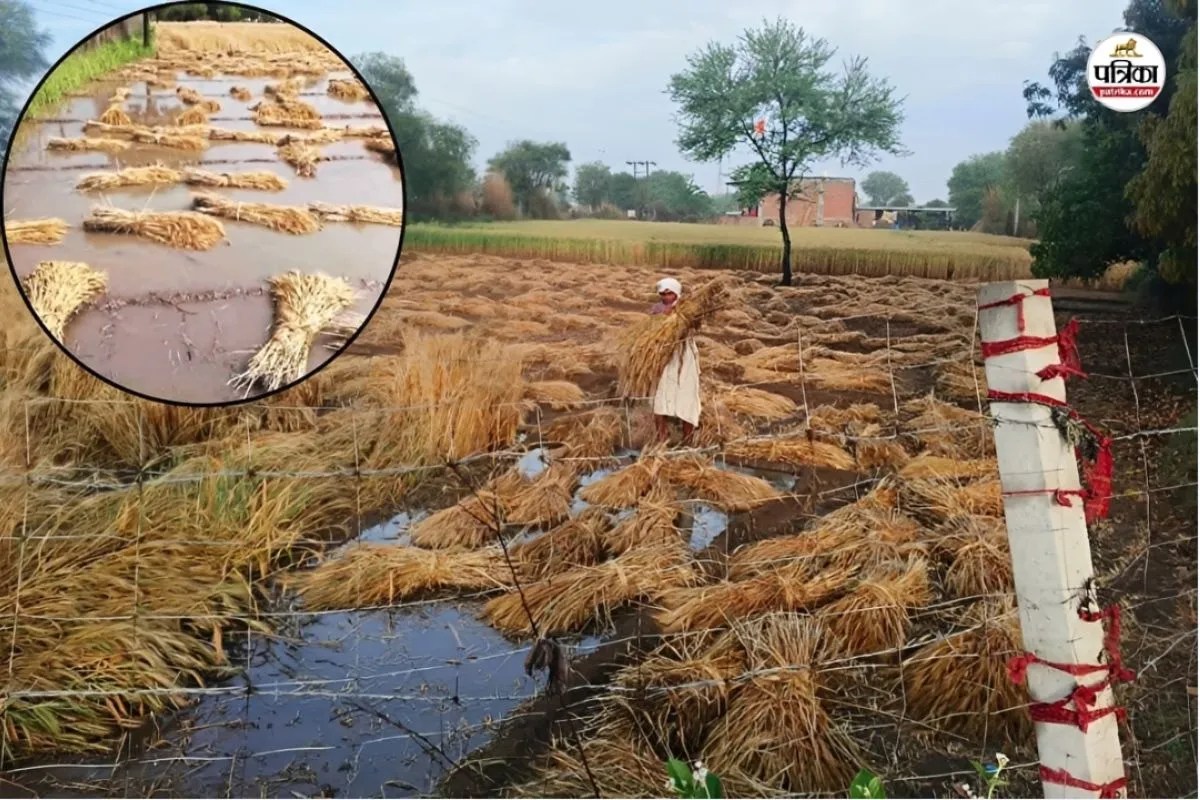 Rajasthan Rain: किसानों की उम्मीदों पर फिरा पानी, दौसा में बारिश के साथ गिरे ओले; खेतों में तैरती दिखी फसल