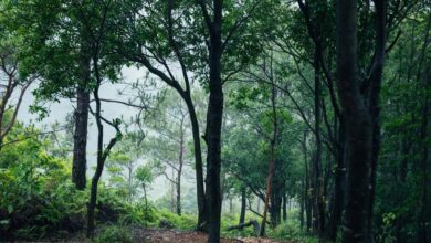 Rajasthan: जंगल में मिली युवक की लाश, जगह-जगह बिखरे थे शरीर के टुकड़े, इलाके में मची सनसनी