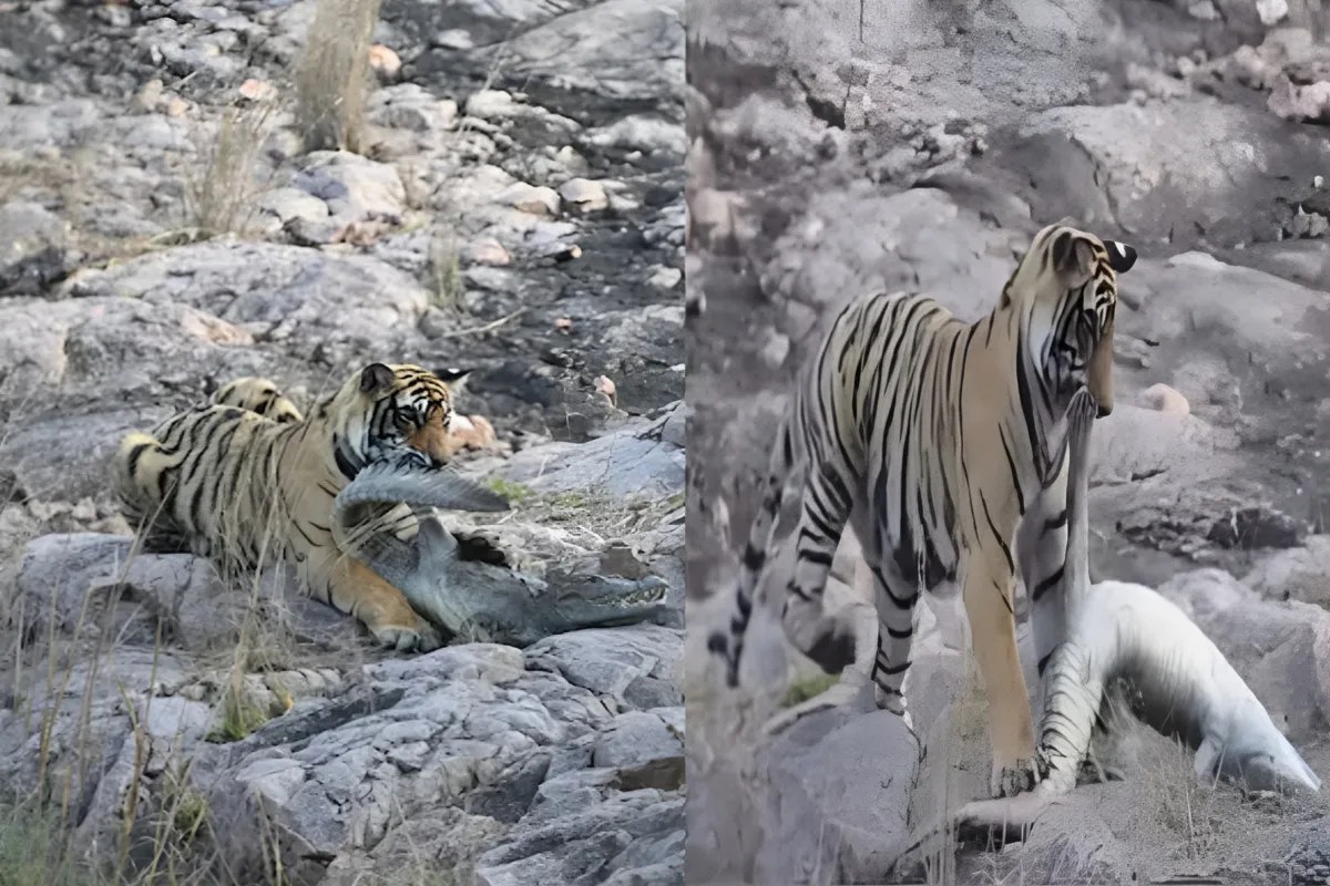 Ranthambore: पानी के खतरनाक शिकारी मगरमच्छ को बाघिन ने उतारा मौत के घाट, रणथंभौर में दिखा रोमांचक नजारा