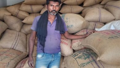 Sarso Chana MSP Update: किसानों के लिए राहत, 1 अप्रेल से समर्थन मूल्य पर खरीदेंगे सरसों-चना, जानिए कीमत