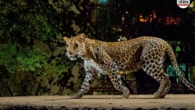 Tonk Leopard Attack: टोंक के बस्सी में फिर बघेरे की दस्तक, बाड़े में घुसकर मचाया कहर, दहशत में ग्रामीण