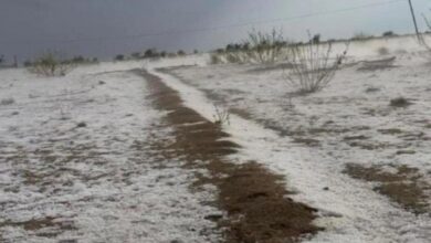 आंधी-बारिश, गेहूं, जीरा और ईसब को भारी नुकसान