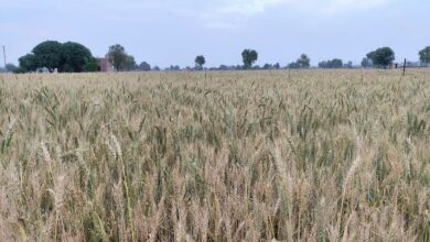 एमएसपी का मेगा मिशन: 58 केंद्रों पर 4.90 लाख टन गेहूं खरीद, किसान को सीधा फायदा