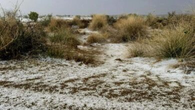 नाचना क्षेत्र में ओलों की चादर बिछी, कई इलाकों में बेमौसम की बारिश से किसानों का नुकसान