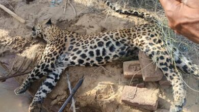 बीकानेर में तेंदुआ आया, किसान पर हमला और तेंदुए की मौत