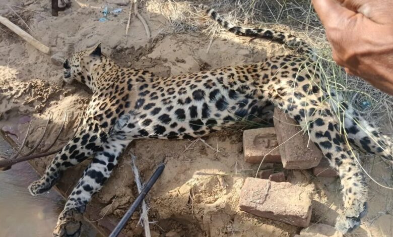 बीकानेर में तेंदुआ आया, किसान पर हमला और तेंदुए की मौत