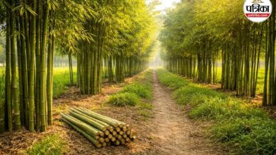 राजस्थान: जंगल नहीं, अब खेतों में होगी बांस की खेती; 12 जिलों में संचालित होगी योजना