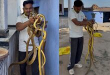 राजस्थान में यहां पूर्व सरपंच के घर से निकले एक साथ नौ सांप, मचा हड़कंप