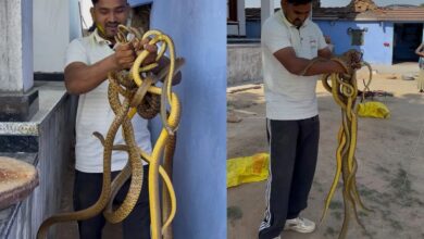 राजस्थान में यहां पूर्व सरपंच के घर से निकले एक साथ नौ सांप, मचा हड़कंप