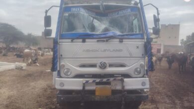 श्रीगंगानगर : 14 गोवंश लादकर जा रहे तस्करों का ट्रक पलटा, एक नंदी की हुई मौत, चालक फरार