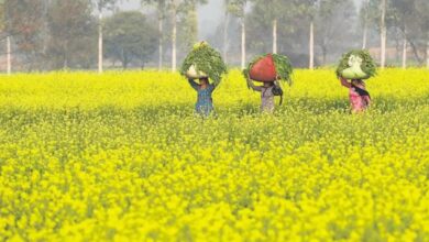 सरसों में फिर छाया राजस्थान: किसानो की मेहनत रंग लाई, रबी सीजन में रिकॉर्ड बढ़त से बना नंबर-1