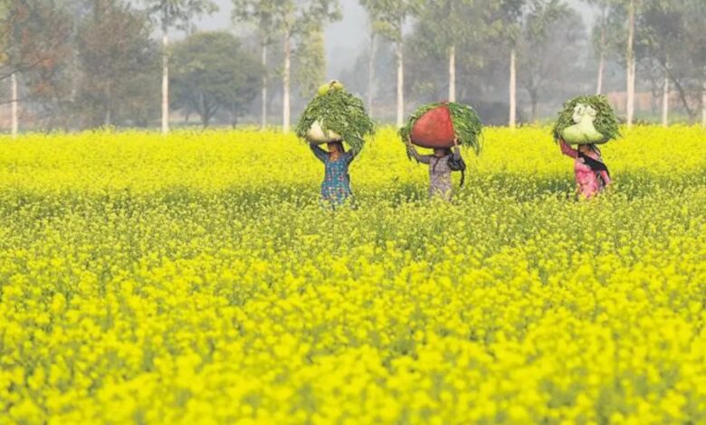 सरसों में फिर छाया राजस्थान: किसानो की मेहनत रंग लाई, रबी सीजन में रिकॉर्ड बढ़त से बना नंबर-1