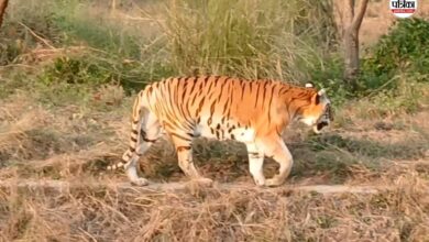 सवाई माधोपुर: जंगल से बाहर निकलकर गांव में आया बाघ, ग्रामीणों में मचा हड़कंप