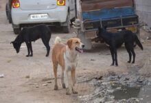 हाईकोर्ट का आदेश: आवारा कुत्तों को पकड़ने में बाधा डालने वालों पर हो एफआइआर