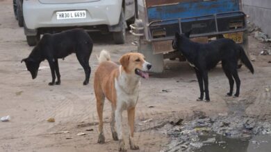 हाईकोर्ट का आदेश: आवारा कुत्तों को पकड़ने में बाधा डालने वालों पर हो एफआइआर