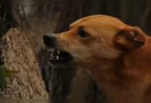 Dog Attack: बीकानेर में आवारा कुत्तों का आतंक, मासूम बच्चे को नोंच कर किया लहूलुहान, हालत गंभीर