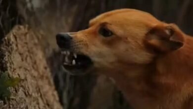 Dog Attack: बीकानेर में आवारा कुत्तों का आतंक, मासूम बच्चे को नोंच कर किया लहूलुहान, हालत गंभीर