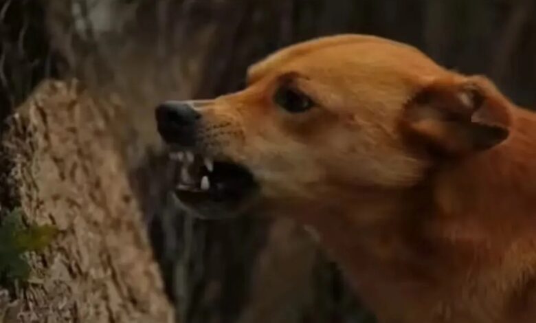 Dog Attack: बीकानेर में आवारा कुत्तों का आतंक, मासूम बच्चे को नोंच कर किया लहूलुहान, हालत गंभीर