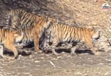 Ranthambore: दुर्गा और उसके शावकों की अठखेलियों ने पर्यटकों का मन मोहा, त्रिनेत्र गणेश मंदिर मार्ग पर फिर दिखा ‘मलंग’