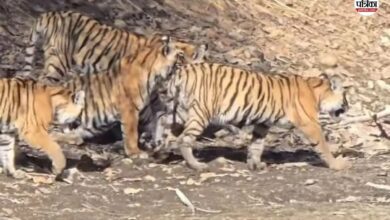 Ranthambore: दुर्गा और उसके शावकों की अठखेलियों ने पर्यटकों का मन मोहा, त्रिनेत्र गणेश मंदिर मार्ग पर फिर दिखा ‘मलंग’
