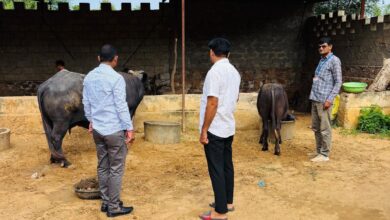 मवेशियों के लिए जानलेवा बना कीट