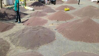 Mandi News: तीन दिन बाद खुली कृषि मंडी, 15 हजार कट्टे सरसों की आवक से अटा यार्ड, एक दिन में 5 करोड़ का कारोबार