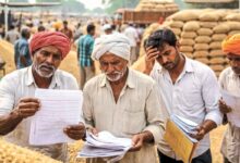 Rajsamand: फसल तैयार पर गिरदावरी रिकॉर्ड ‘जीरो’, किसानों की मेहनत पर सेटलमेंट की मार, MSP का सपना अधूरा