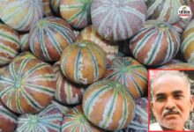 Muskmelon farming: ढाई बीघा जमीन में खरबूजे की खेती, महज 3 महीने में 7-8 लाख रुपए तक की आमदनी