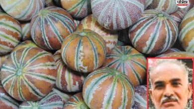 Muskmelon farming: ढाई बीघा जमीन में खरबूजे की खेती, महज 3 महीने में 7-8 लाख रुपए तक की आमदनी