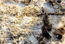 Shocking News: अस्थियां चोरी कर तंत्र-मंत्र? बूंदी के श्मशान घाट में चौंकाने वाली घटना, परिजन गुस्से में थाने पहुंचे