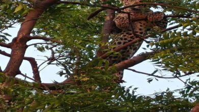 पैंथर ने दो किसानों पर हमला कर किया लहूलुहान